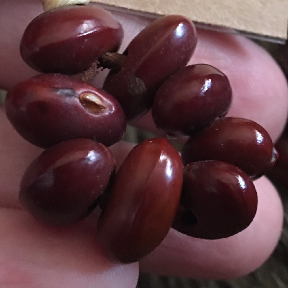 Boho natural bean dangle fish hook earrings - Picture 4 of 4